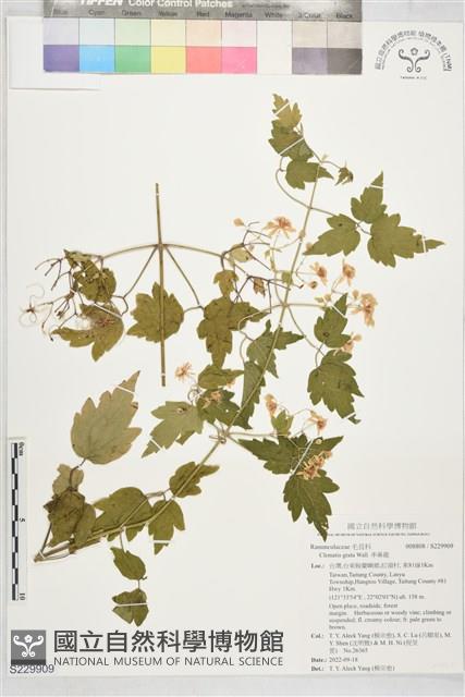 串鼻龍藏品圖，第1張