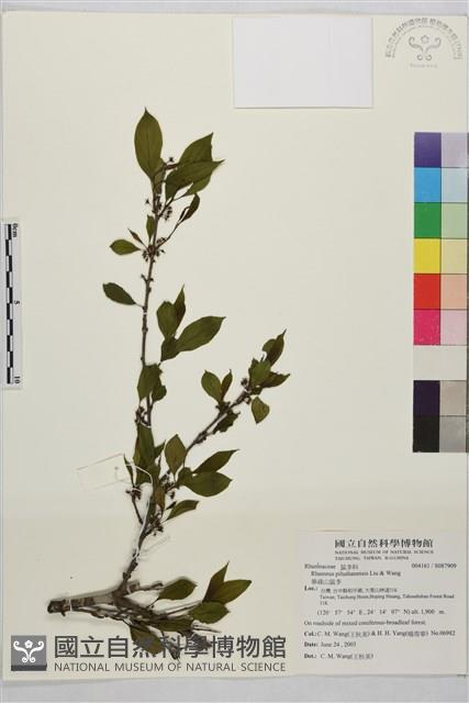 畢祿山鼠李藏品圖，第1張