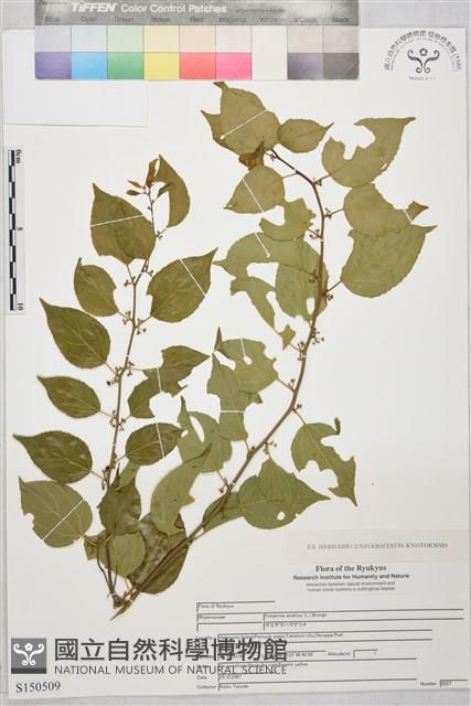 亞洲濱棗藏品圖，第1張