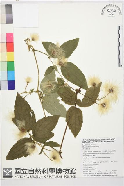 銹毛鐵線蓮藏品圖，第1張