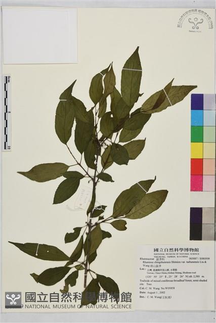 塔山鼠李藏品圖，第1張