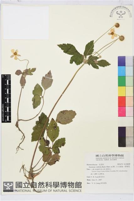 小白頭翁、野棉花藏品圖，第1張