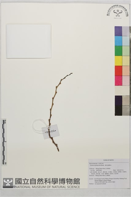 球花腳骨脆藏品圖，第1張
