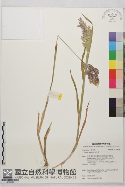 絨毛草藏品圖，第1張