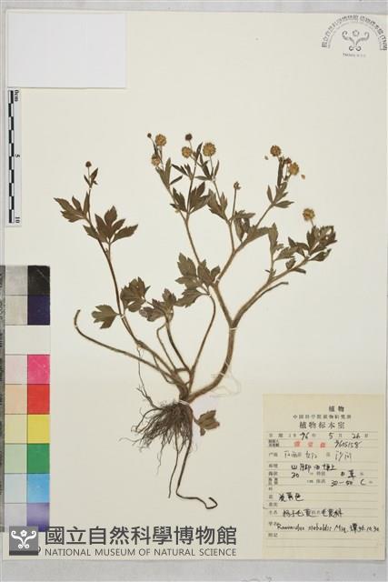 辣子草、揚子毛茛藏品圖，第1張