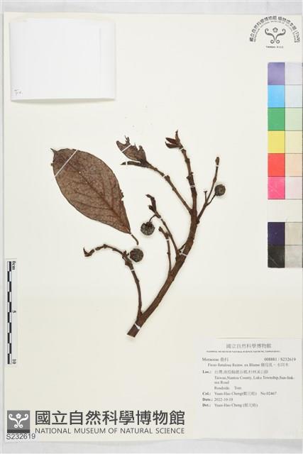 豬母乳、水同木藏品圖，第1張