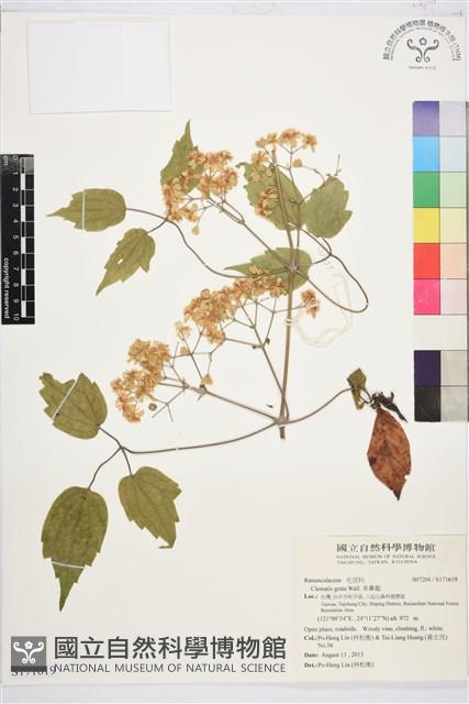 串鼻龍藏品圖，第1張