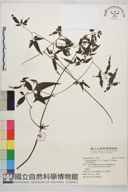 田村氏鐵線蓮藏品圖，第1張