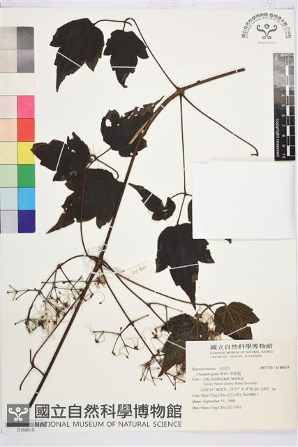 串鼻龍藏品圖，第1張