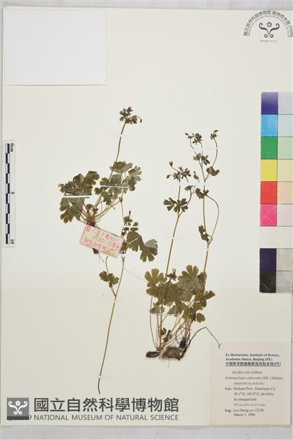 天葵藏品圖，第1張