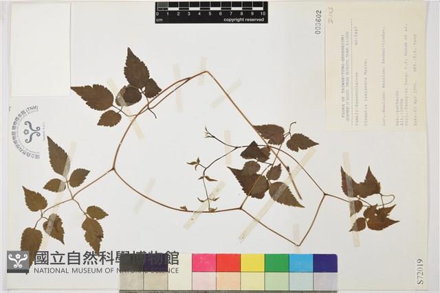 小木通藏品圖，第2張