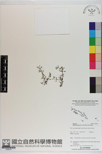 小牙草藏品圖，第1張