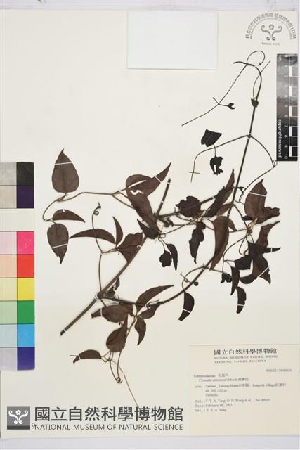 威靈仙藏品圖，第1張