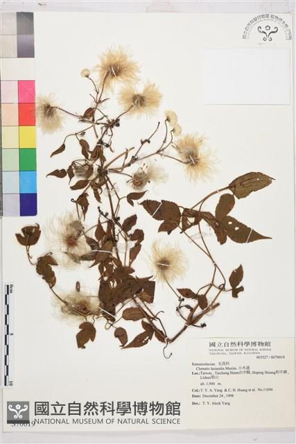 小木通藏品圖，第2張