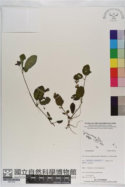 登錄號:S201019藏品圖，第1張