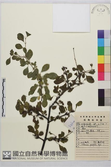 小葉鼠李藏品圖，第1張