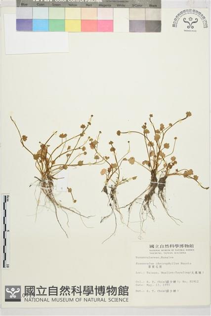 Accession Number:S010719 Collection Image