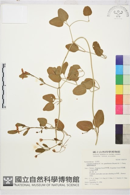 鵝鑾鼻鐵線蓮藏品圖，第2張