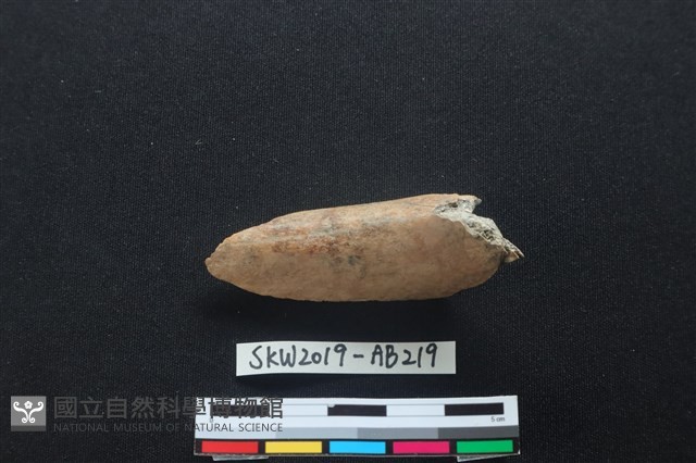 獸骨藏品圖，第1張