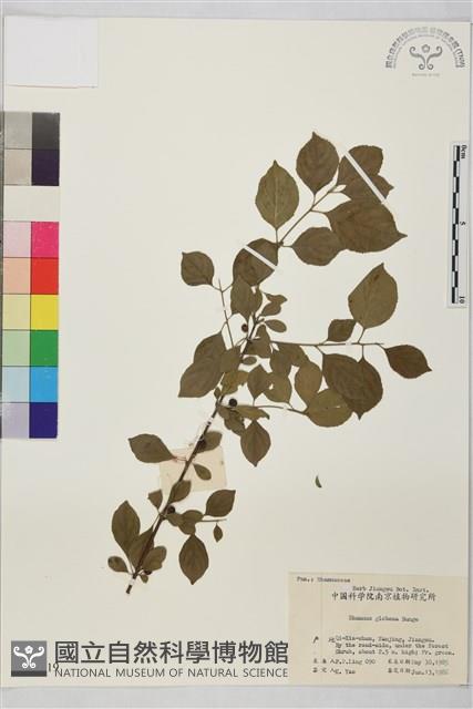 圓葉鼠李藏品圖，第1張