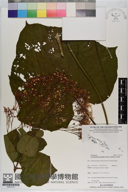 龍船花藏品圖，第1張