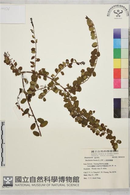 小葉黃鱔藤藏品圖，第2張