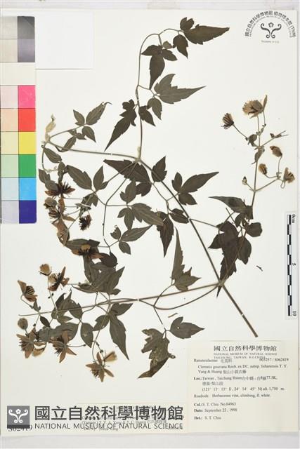 巴氏鐵線蓮藏品圖，第2張