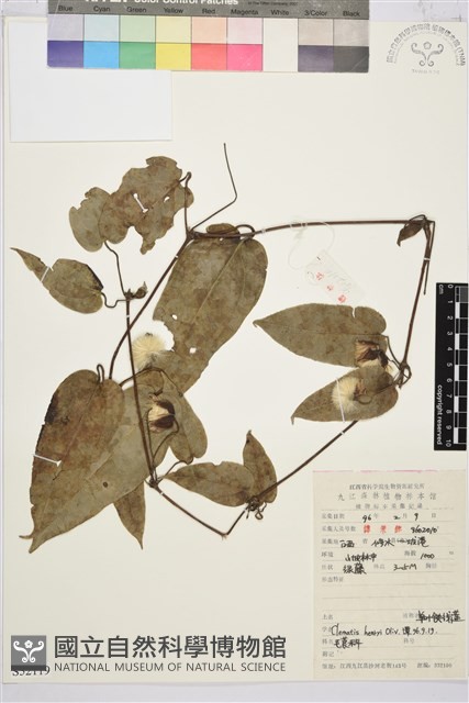 亨利氏鐵線蓮藏品圖，第1張