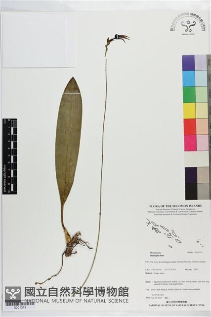 登錄號:S201319藏品圖，第1張