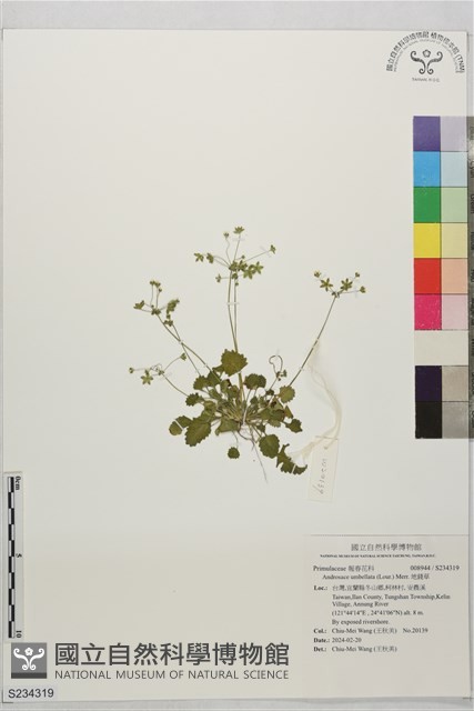 地錢草藏品圖，第1張