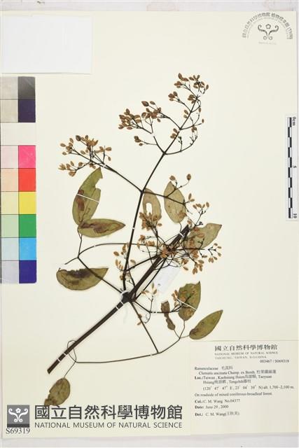 柱果鐵線蓮藏品圖，第2張