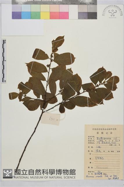 鈍齒鼠李藏品圖，第1張