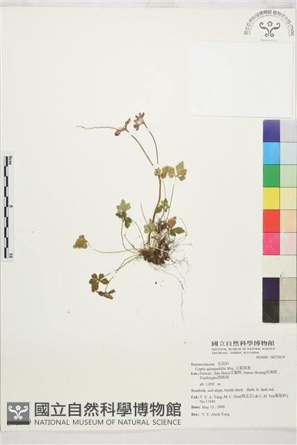 五葉黃連藏品圖，第1張