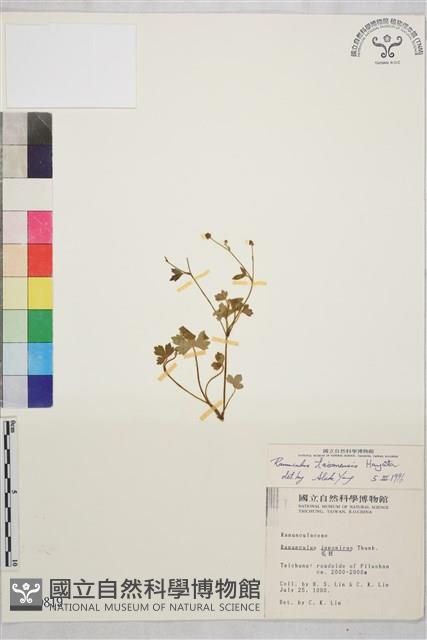 鹿場毛茛藏品圖，第1張