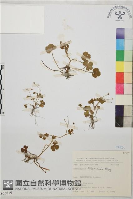 鹿場毛茛藏品圖，第1張