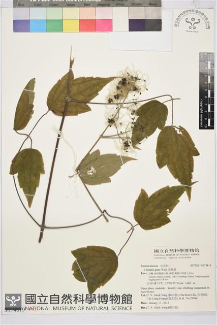 串鼻龍藏品圖，第1張