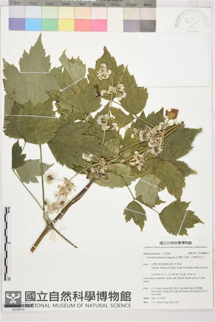 台灣牡丹藤、台灣草牡丹藏品圖，第1張