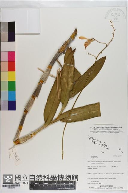 登錄號:S200919藏品圖，第1張