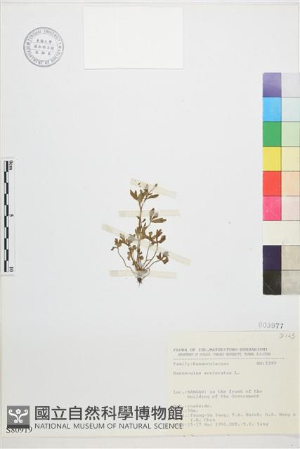 石龍芮藏品圖，第1張