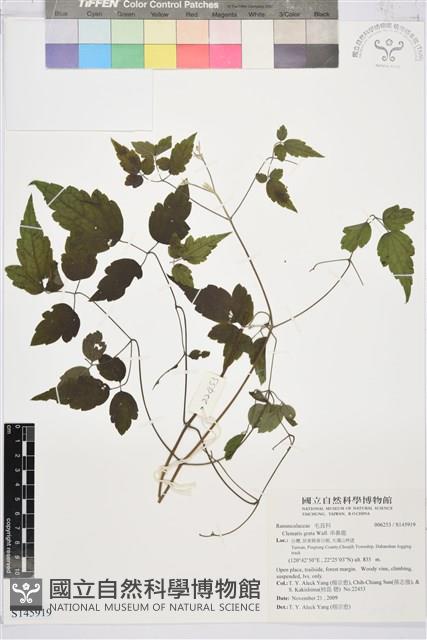 串鼻龍藏品圖，第1張