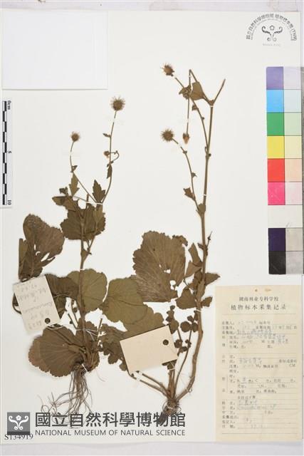 登錄號:S134919藏品圖，第1張