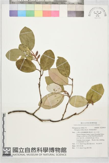 菲律賓胡頹子藏品圖，第1張