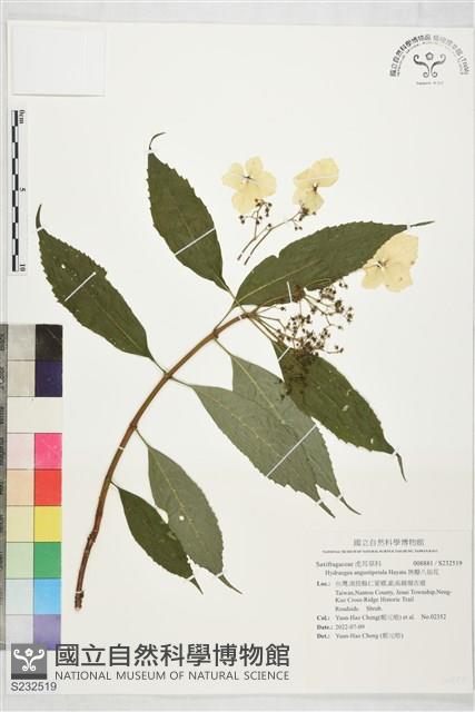 狹瓣八仙花藏品圖，第1張