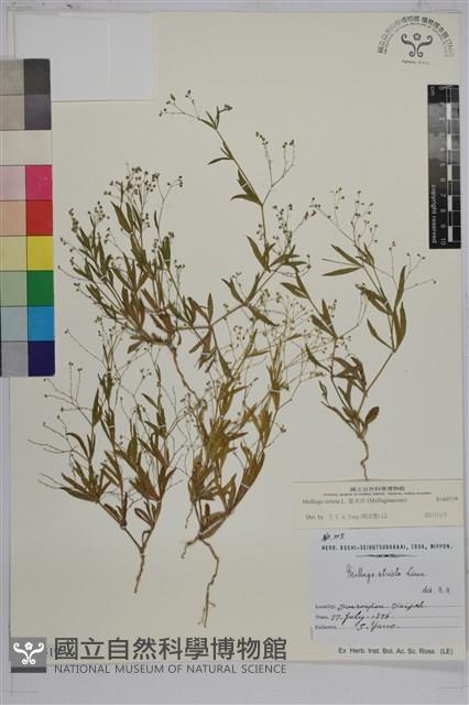 粟米草藏品圖，第1張