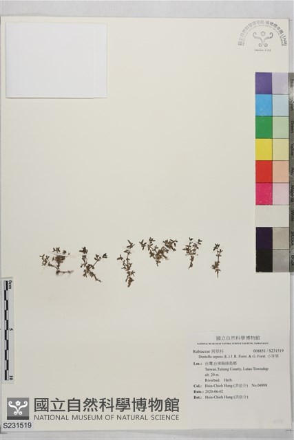 小牙草藏品圖，第1張