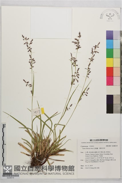 紅鞘薹、蕨狀苔草藏品圖，第1張