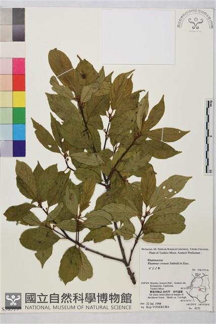 鈍齒鼠李藏品圖，第2張