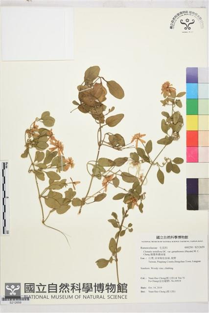 鵝鑾鼻鐵線蓮藏品圖，第1張