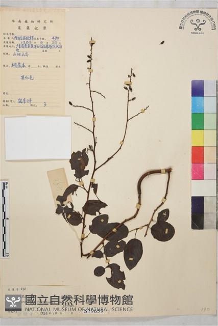 多花勾兒茶, 多花黃鱔藤藏品圖，第1張