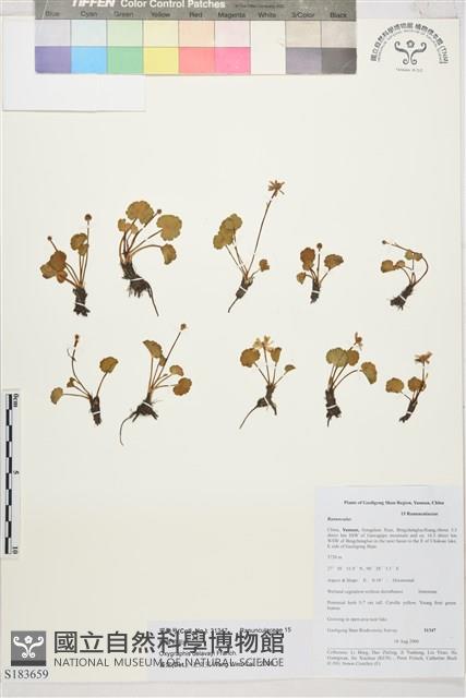 脫萼鴉跖花藏品圖，第1張